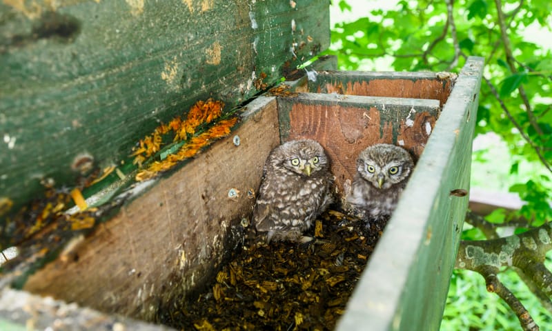 steenuilenkast met martersluis