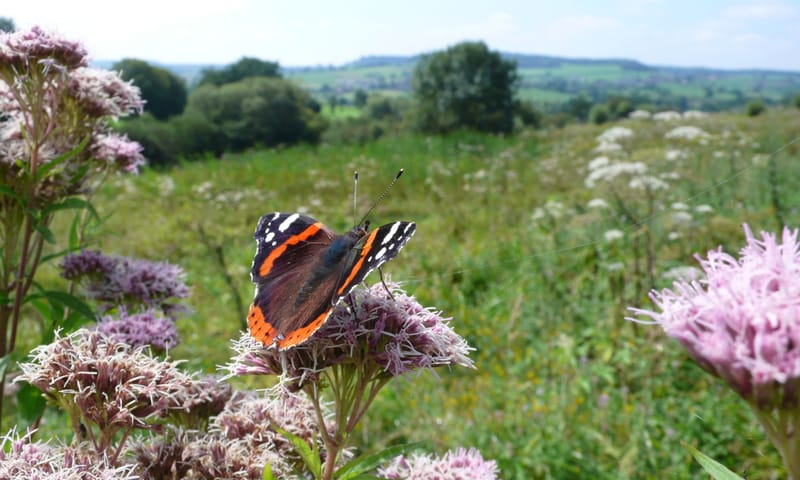 Atalanta Een atalanta in het Geuldal