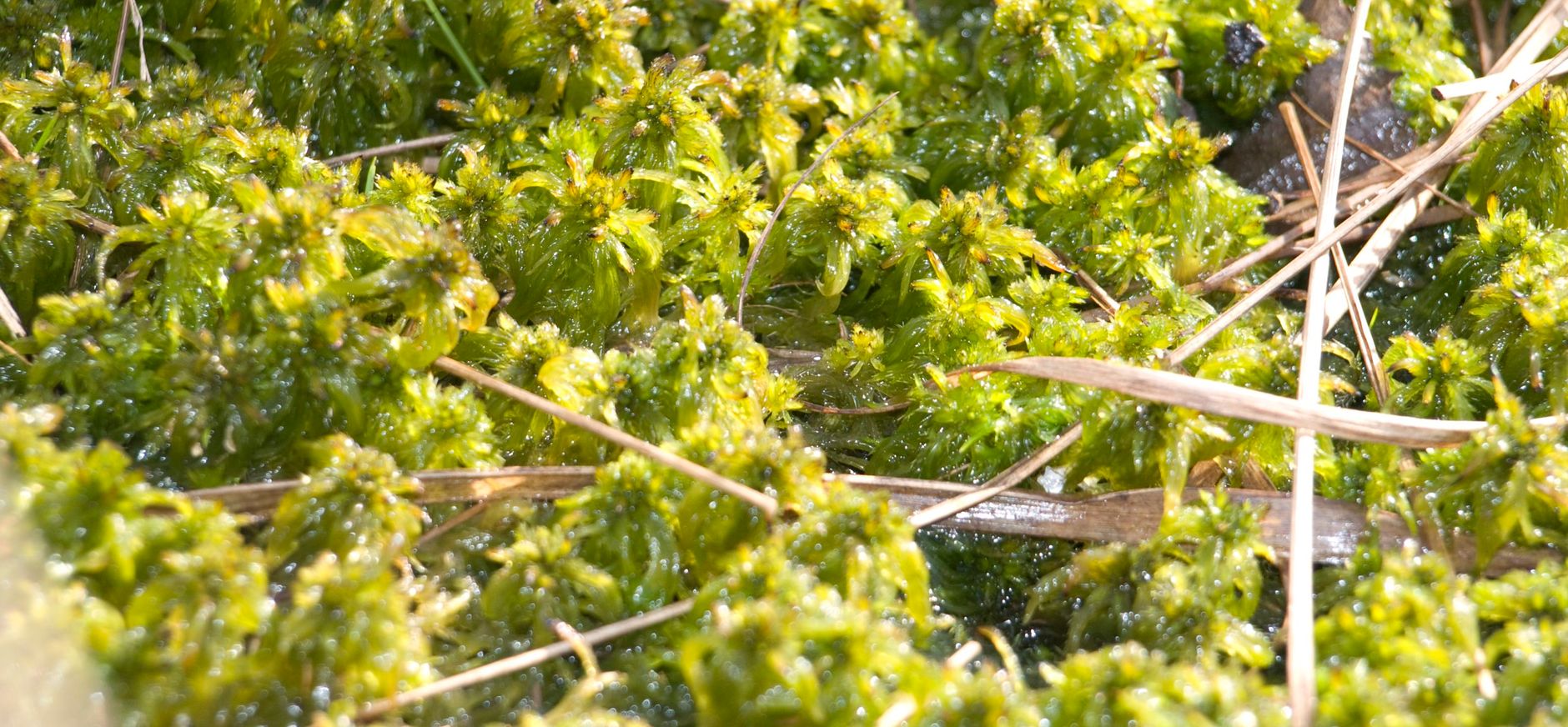 Veenflora in nood Veenmos