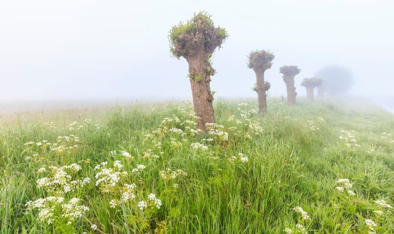 Raalterwoold, fluitekruid, grasland Raalterwoold, fluitekruid, grasland