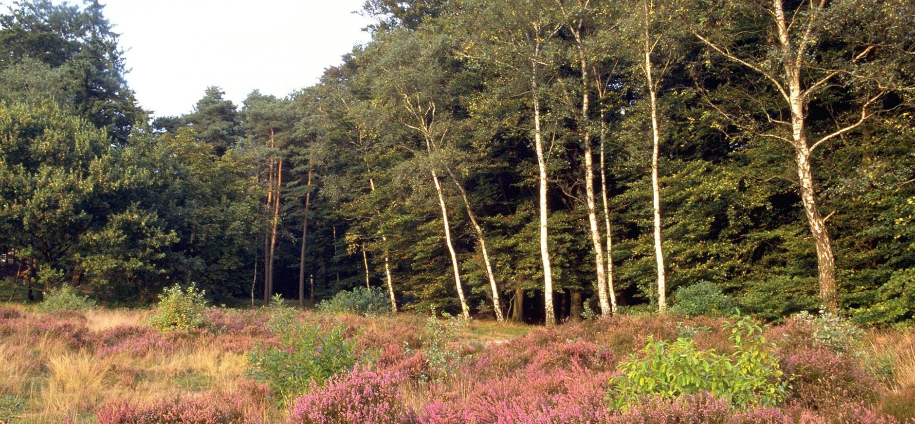 hei kaapse bossen