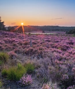 sprengenberg heide Sprengenberg heide
