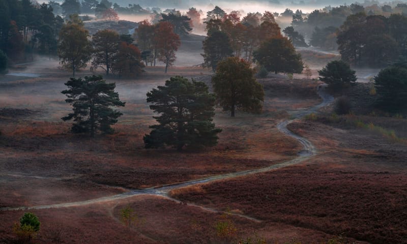 Brunssummerheide Zicht op de Brunssummerheide