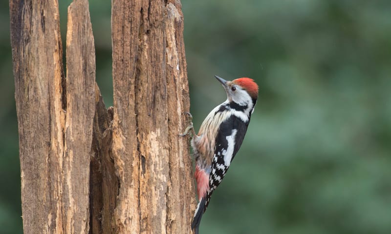 Middelste bonte specht