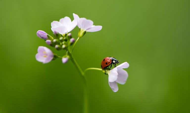 Close-up van pinksterbloem met een lieveheersbeestje op een bloempjes.