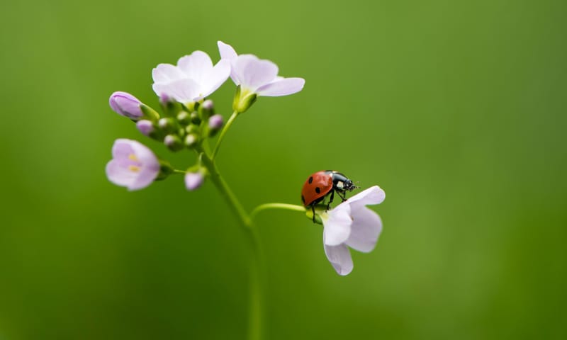 Close-up van pinksterbloem met een lieveheersbeestje op een bloempjes.