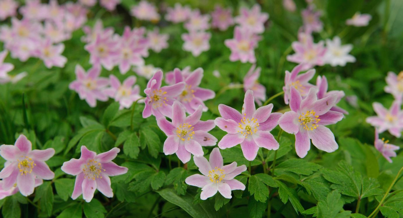 Bloeiende paars-roze bosanemonen