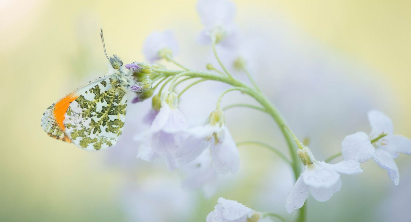 Oranjetipje (vlinder) op pinksterbloem