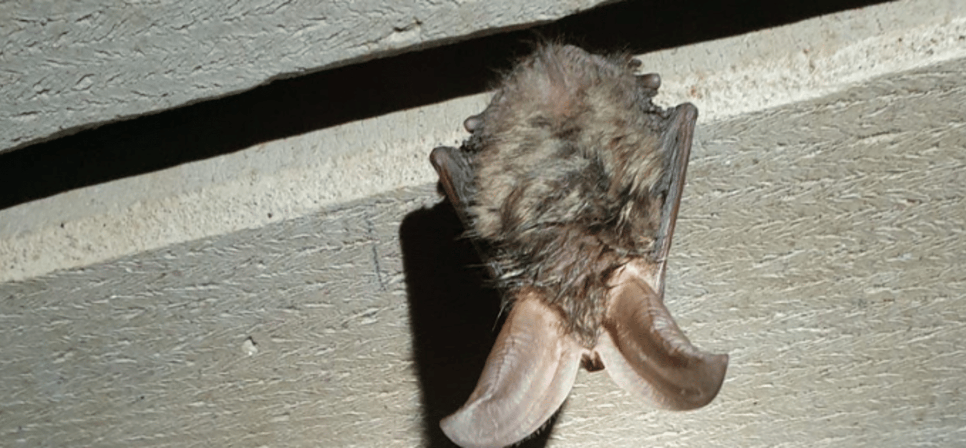 Vleermuis