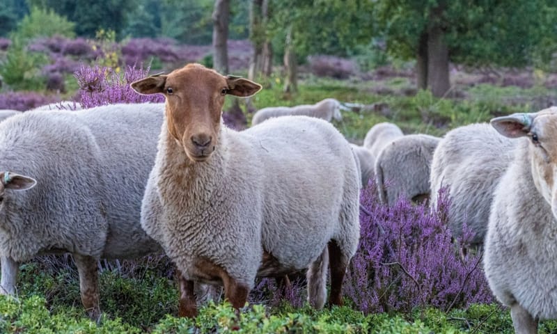 Schapen begrazing Sprengenberg Schapen begrazing Sprengenberg