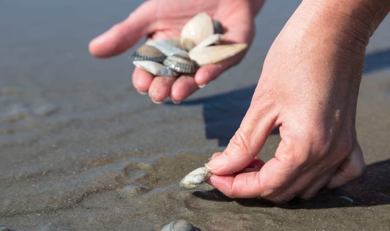iemand pakt een schelp op op het strand. in de andere hand heeft diegene al een verzameling schelpen liggen.