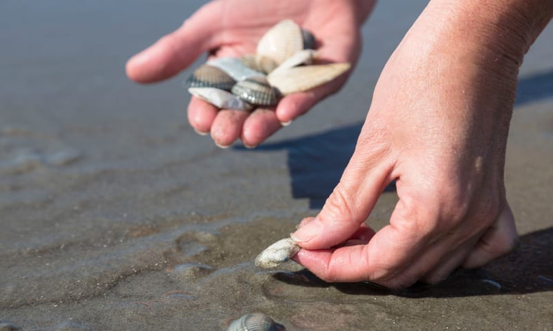 iemand pakt een schelp op op het strand. in de andere hand heeft diegene al een verzameling schelpen liggen.