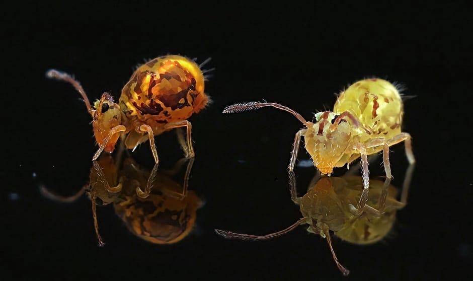 Springstaarten - januari - Foto van de maand
