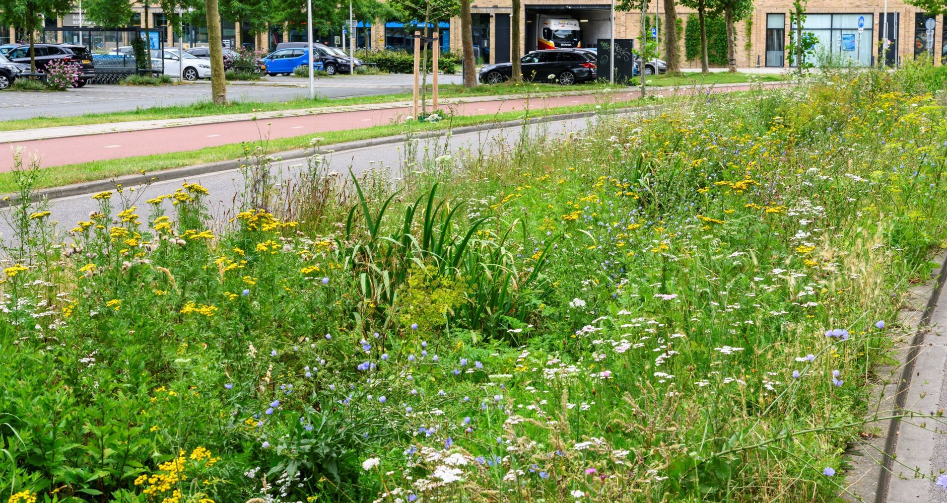 Groene berm in de buurt