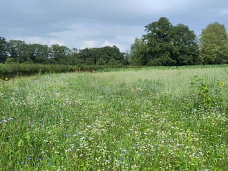 Bloeiende korenbloemen en kamille in akkerrandenmengsel IJsselvallei