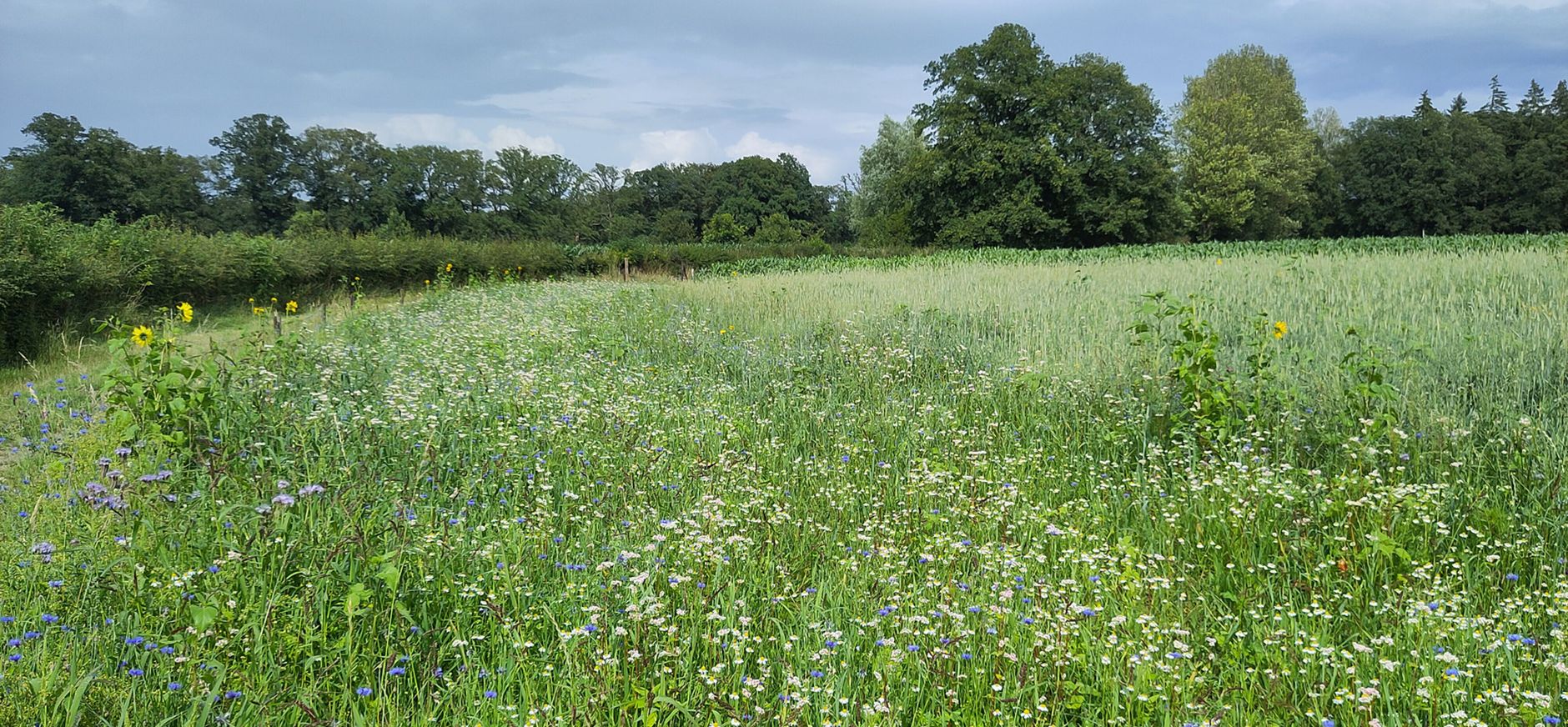 Streekeigen akkerrandenmengsels IJsselvallei Bloeiende korenbloemen en kamille in akkerrandenmengsel IJsselvallei