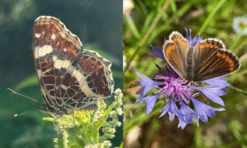 Dagvlinders landkaartje en bruin blauwtje Dagvlinders landkaartje en bruin blauwtje