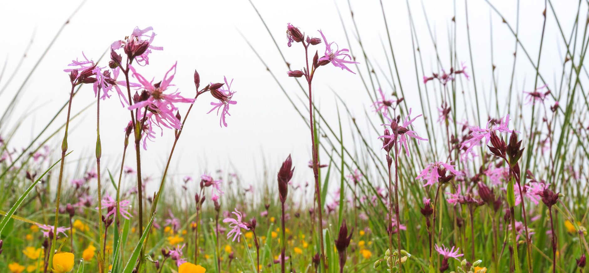 Echte koekoeksbloem Echte koekoeksbloem