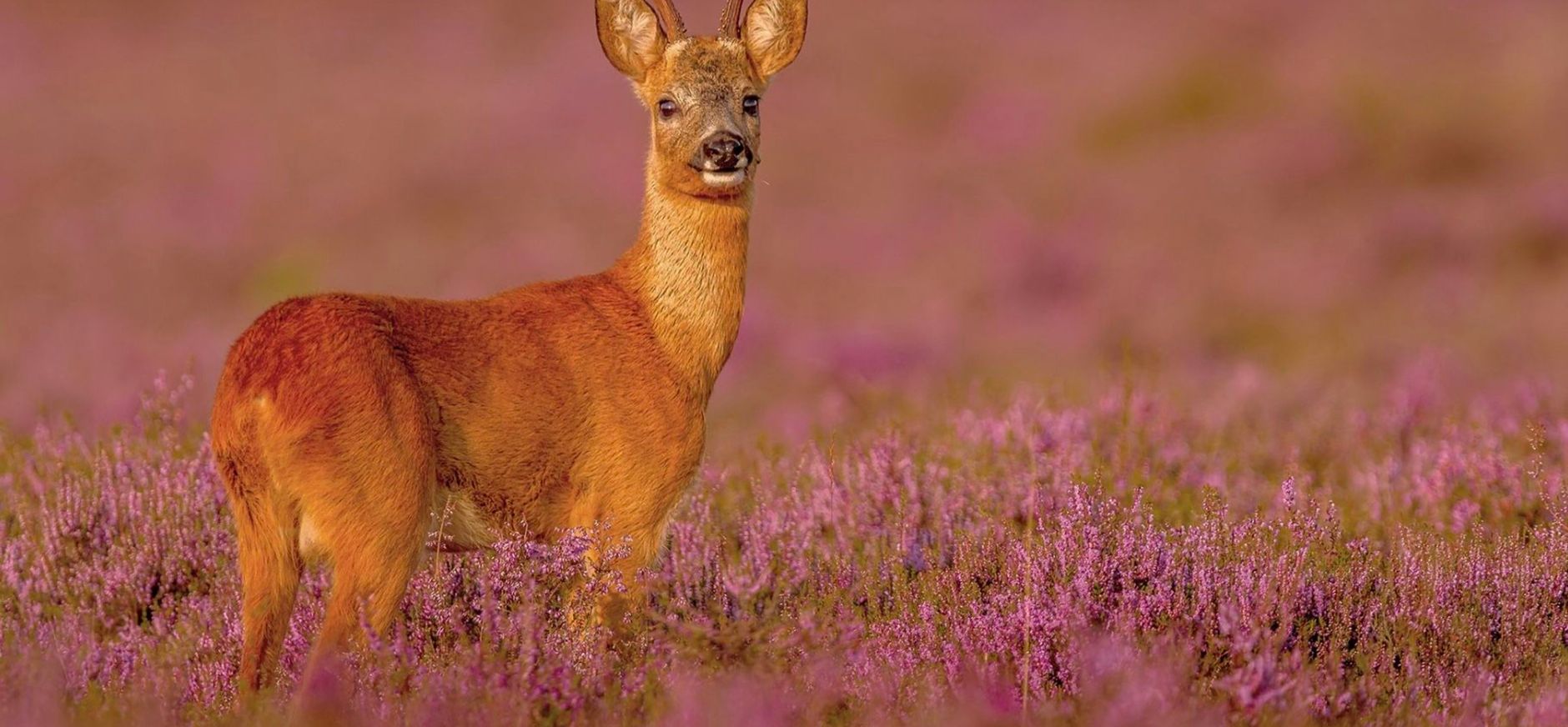 Ree