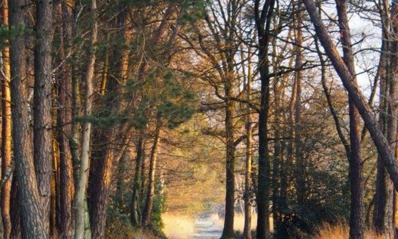 de zon kleurt alles goud de zon kleurt alles goud