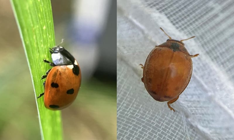 Zevenstippelig en vierentwintigstippelig lieveheersbeestje Zevenstippelig en vierentwintigstippelig lieveheersbeestje