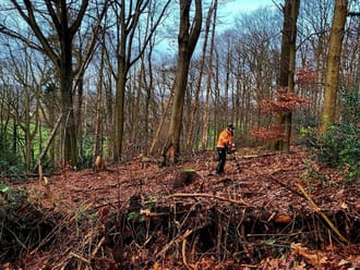 Aanplant in het Imstenraderbos