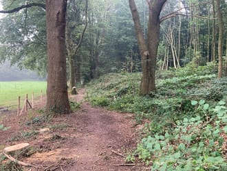 Bosrand van het Imstenraderbos, op de voorgrond zijn bomen verwijderd