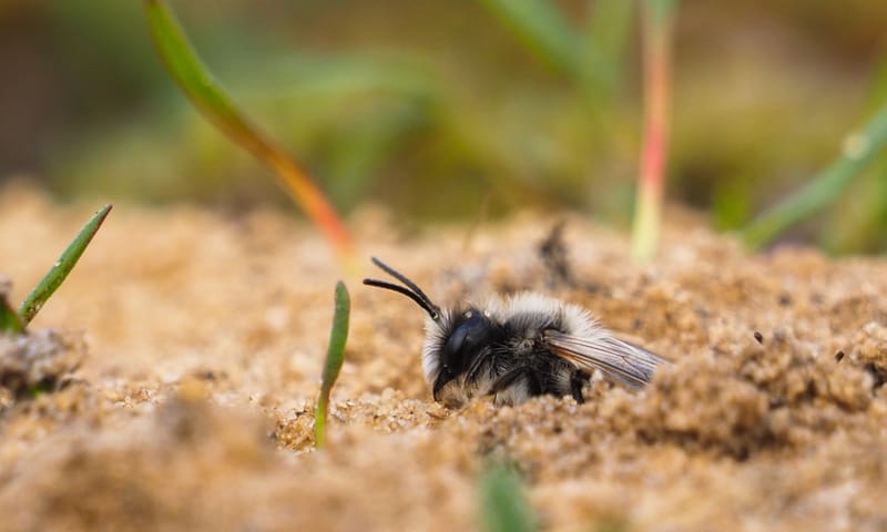 Een wilde bij gravend in het zand