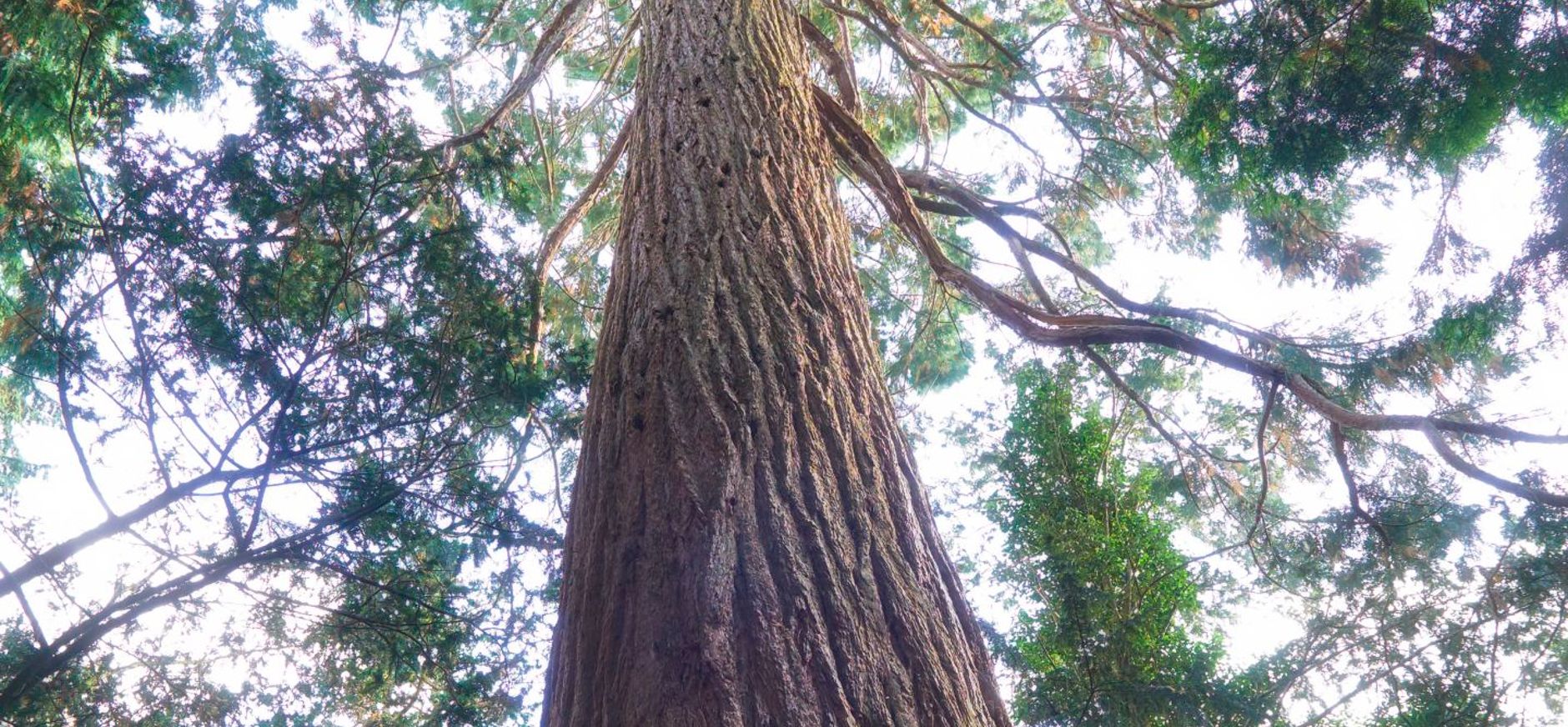 mammoetboom Sequoiadendron giganteum mammoetboom Sequoiadendron giganteum