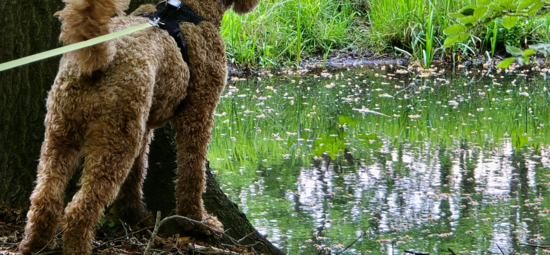 Hond aan de lijn ziet een ree Hond aan de lijn ziet een ree