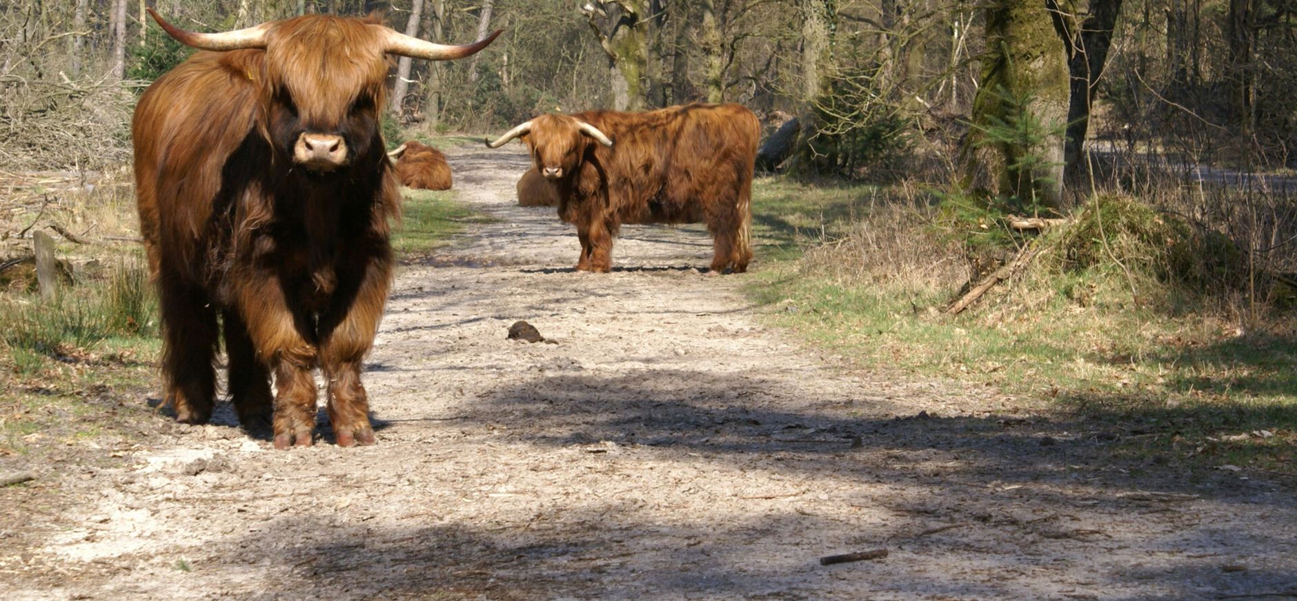 Grazers in de natuur
