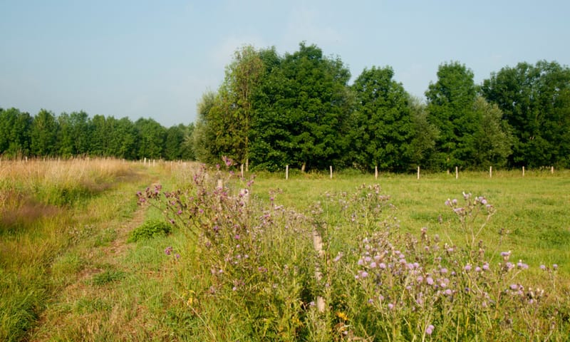 Zandpaden en groene landschapselementen Zandpaden en groene landschapselementen