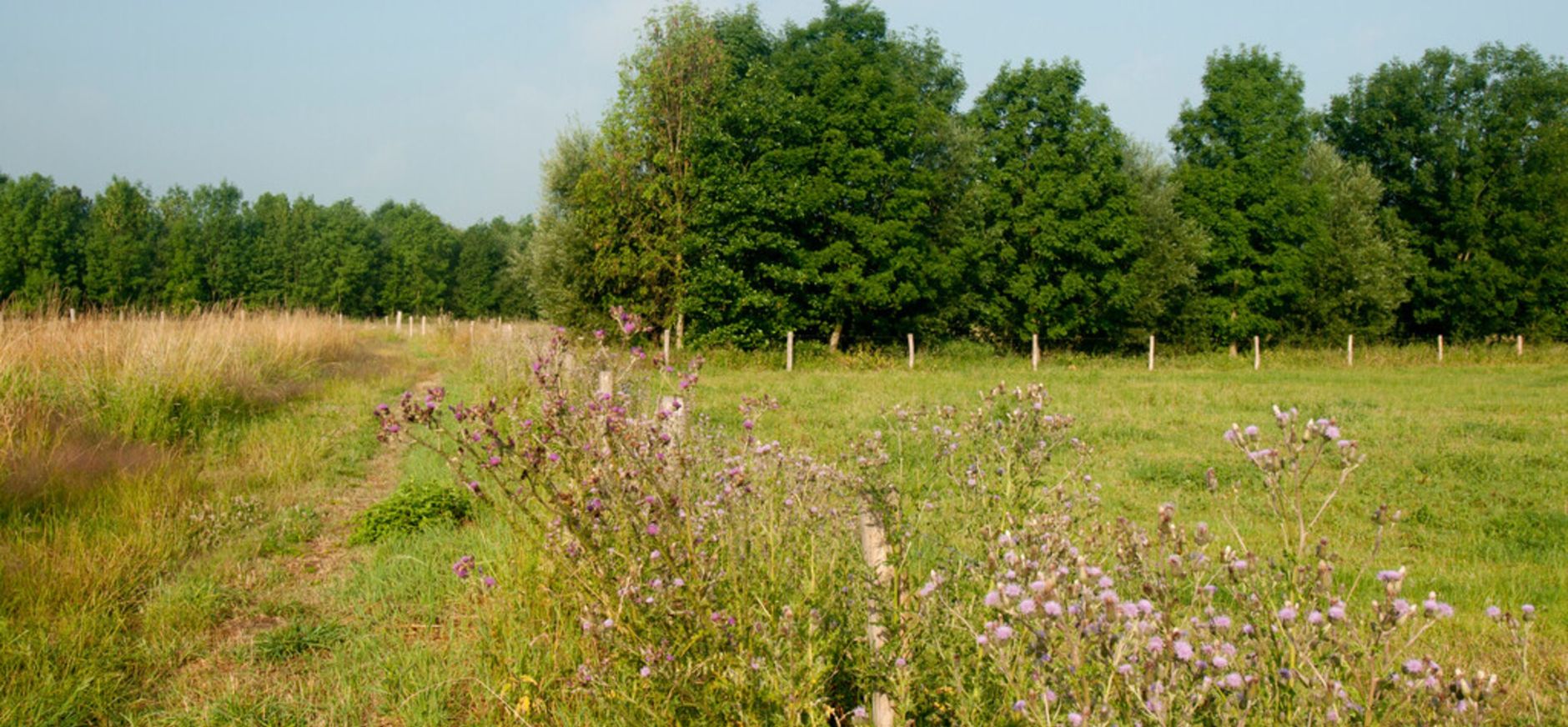 Zandpaden en groene landschapselementen Zandpaden en groene landschapselementen