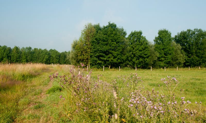 Zandpaden en groene landschapselementen Zandpaden en groene landschapselementen