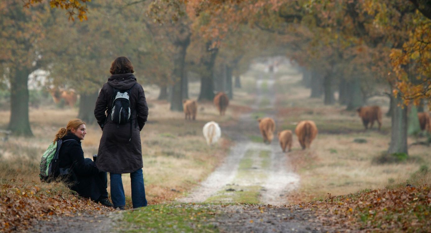 Wandelen in het deelerwoud