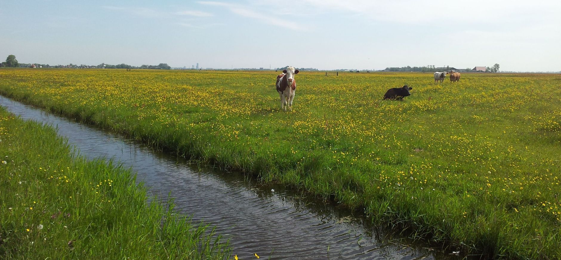Kruidenrijk grasland Koeien op een weide vol bloemen