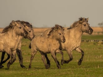 Konik paarden