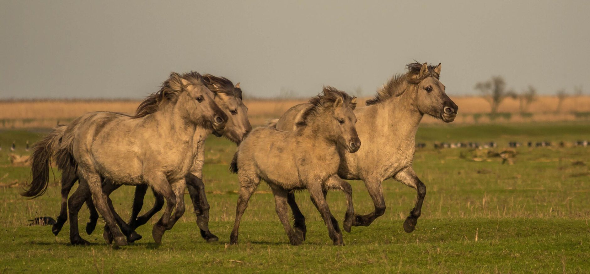 Konik paarden Konik paarden
