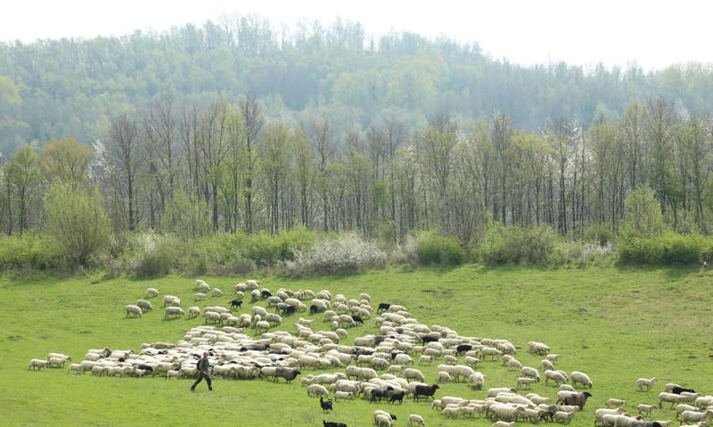 Kudde mergellandschapen Sint Pietersberg Schaapskudde mergellandschapen