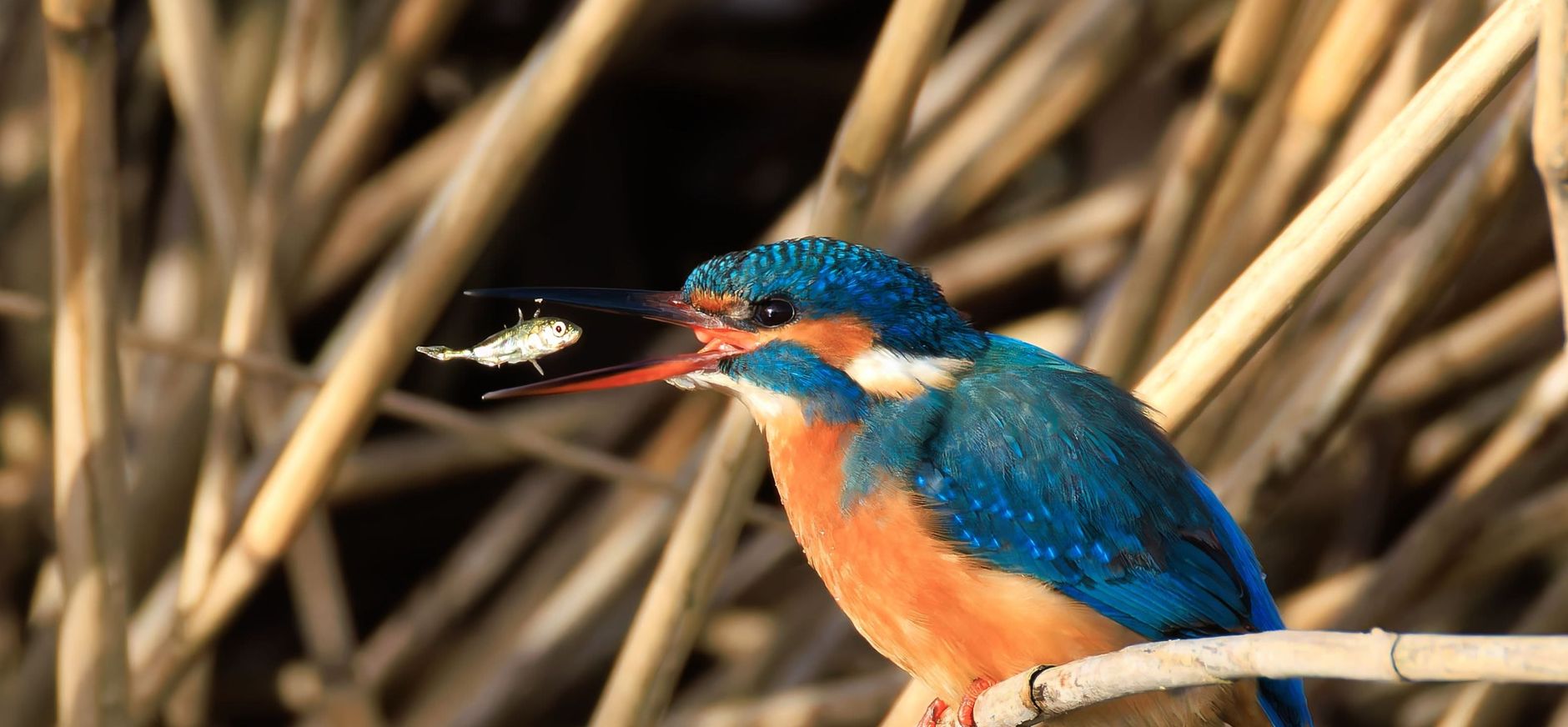 IJsvogel met visje in open snavel