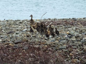 Familie eend Molenplas