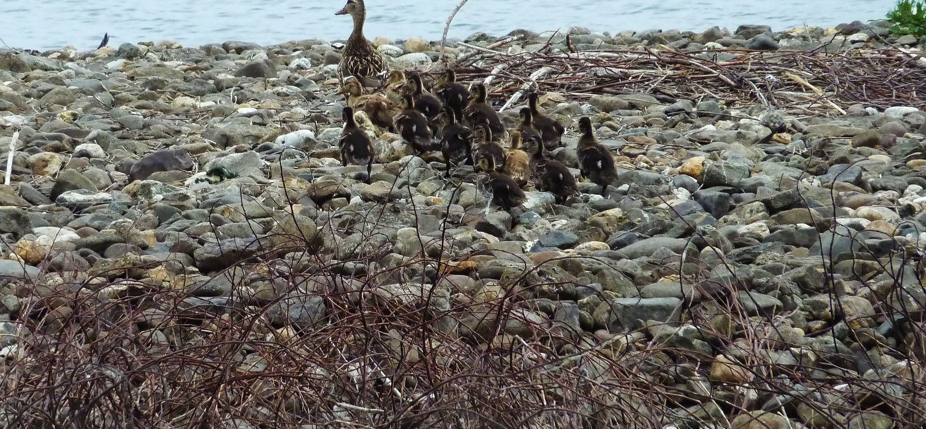 Familie eend Molenplas