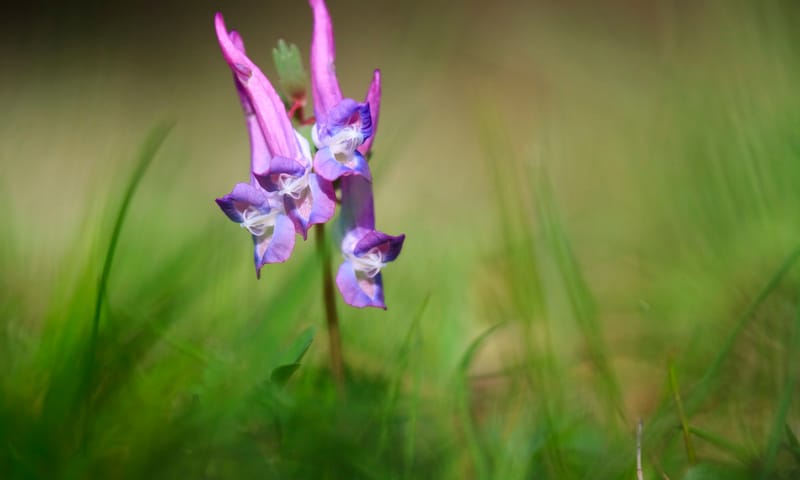 Vingerhelmbloem Vingerhelmbloem