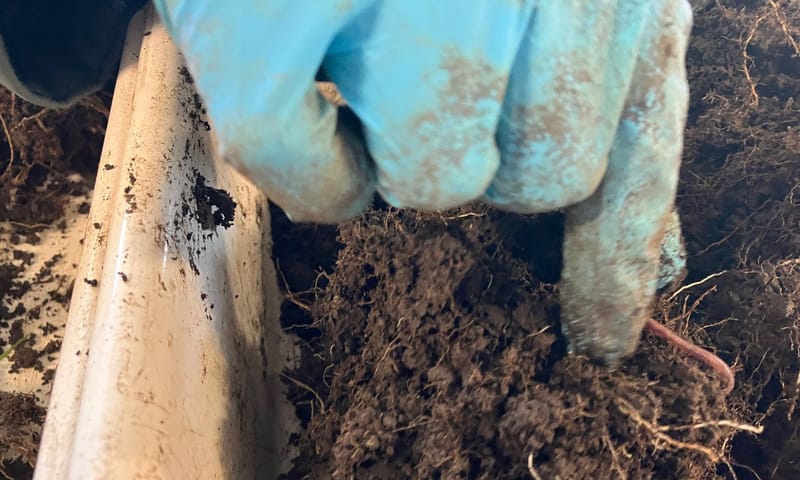 met de hand worden de wormen uit de grond gehaald met de hand worden de wormen uit de grond gehaald