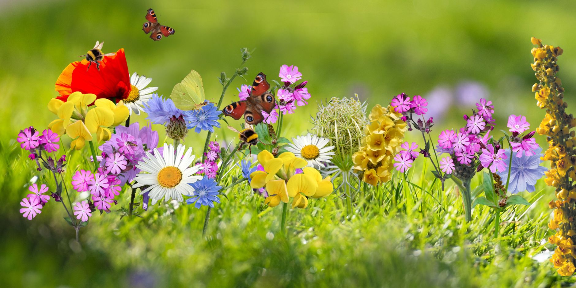Wilde bloemen met vlinders en hommels Wilde bloemen met vlinders en hommels