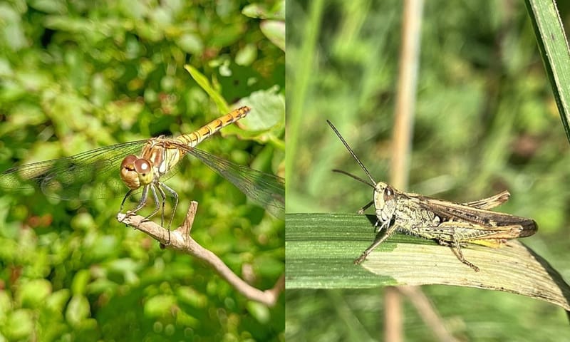 Bruinrode heidelibel en bruine sprinkhaan Bruinrode heidelibel en bruine sprinkhaan