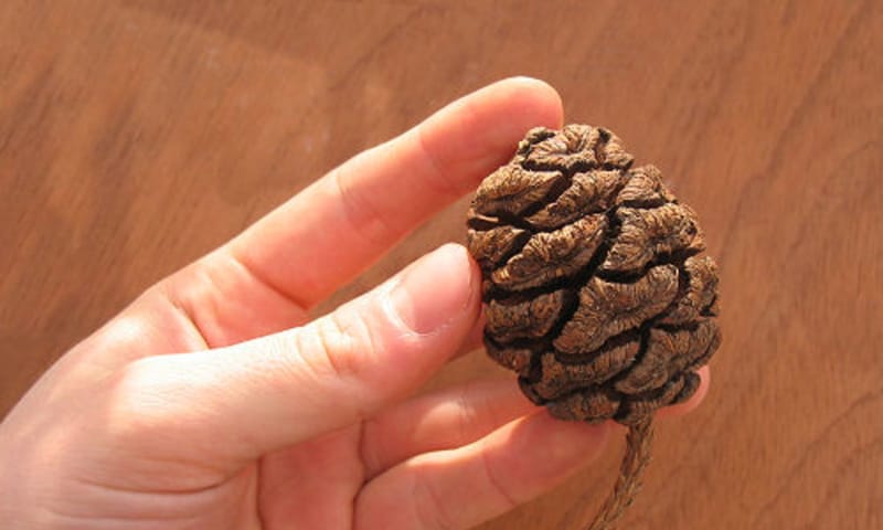 De dennenkegel van de mammoetboom De dennenkegel van de mammoetboom