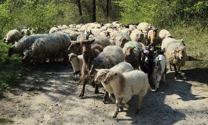 schaapskudde met de lammetjes schaapskudde met de lammetjes