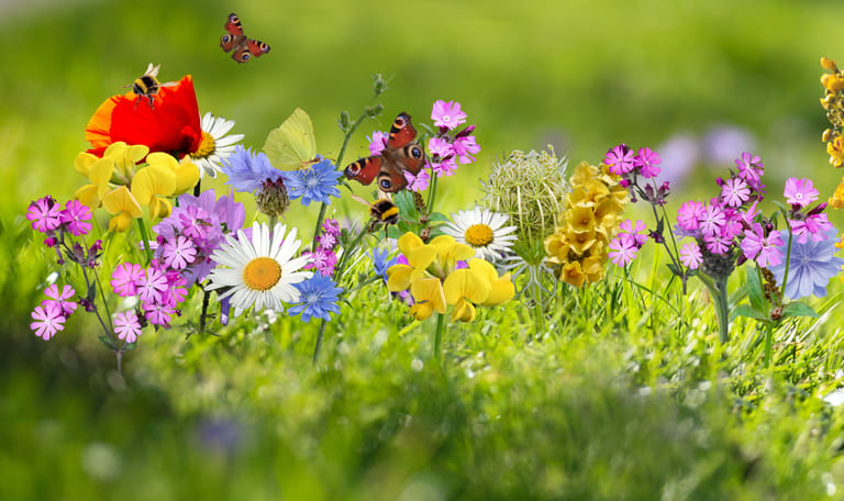 12. Wilde-bloemen-Natuurmonumenten