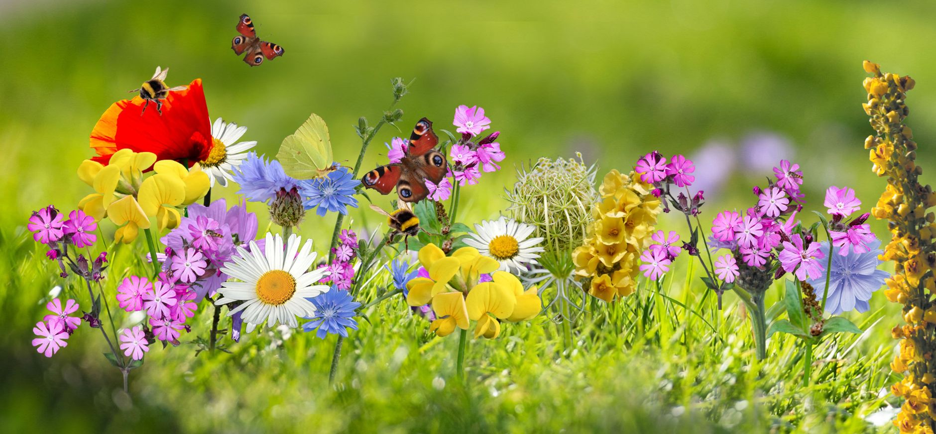 12. Wilde-bloemen-Natuurmonumenten